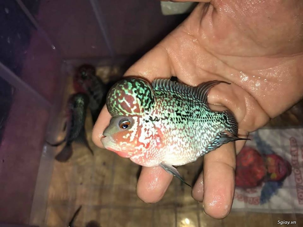 Bán Cá La Hán Đẹp Sài Gòn - 3