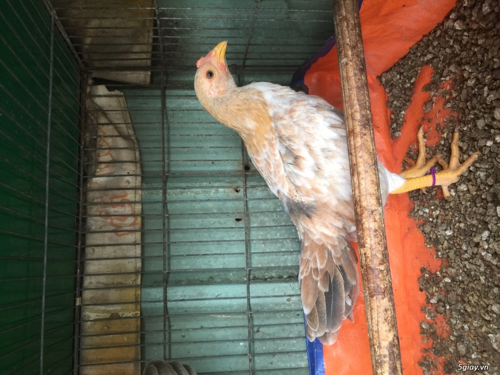 gà tre mỹ - 2