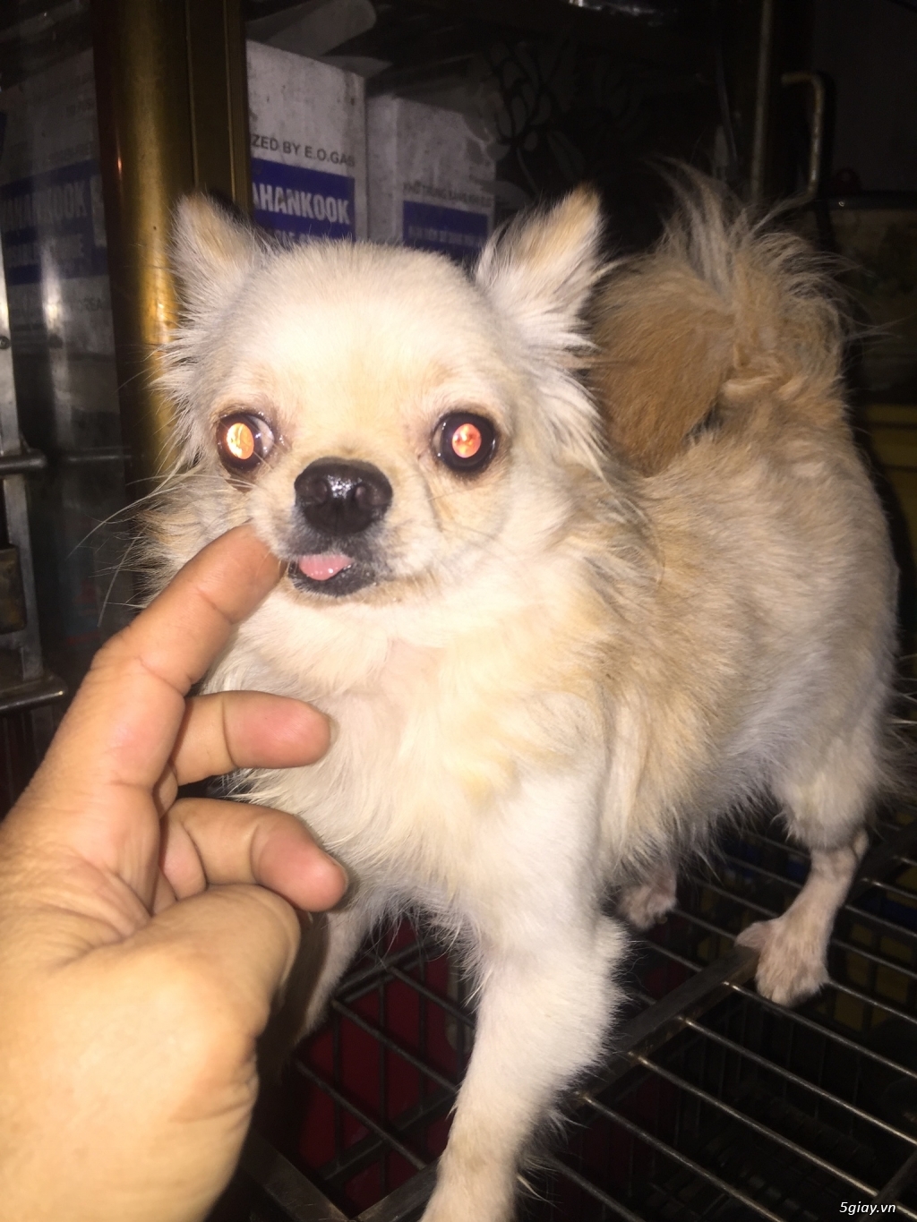 Chihuahua long dài đực - 3