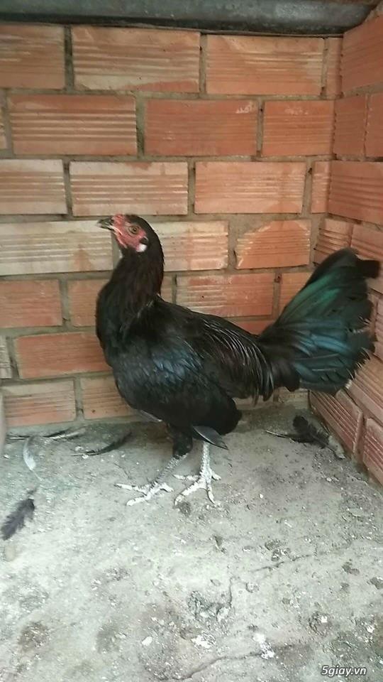 Gà mái asil japs 900g - 1