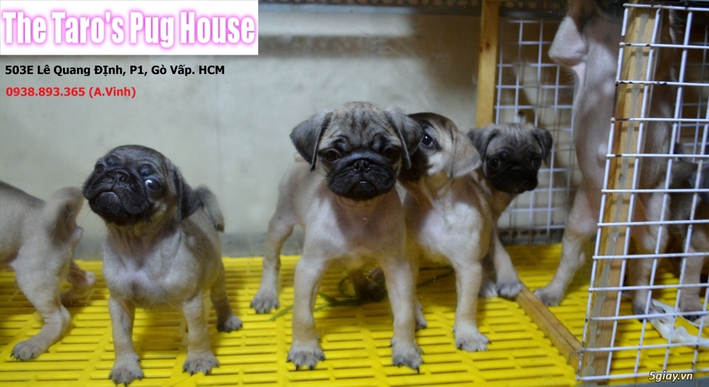 Chó Pug con (chó mặt xệ) - Chó nhà đẻ - 3