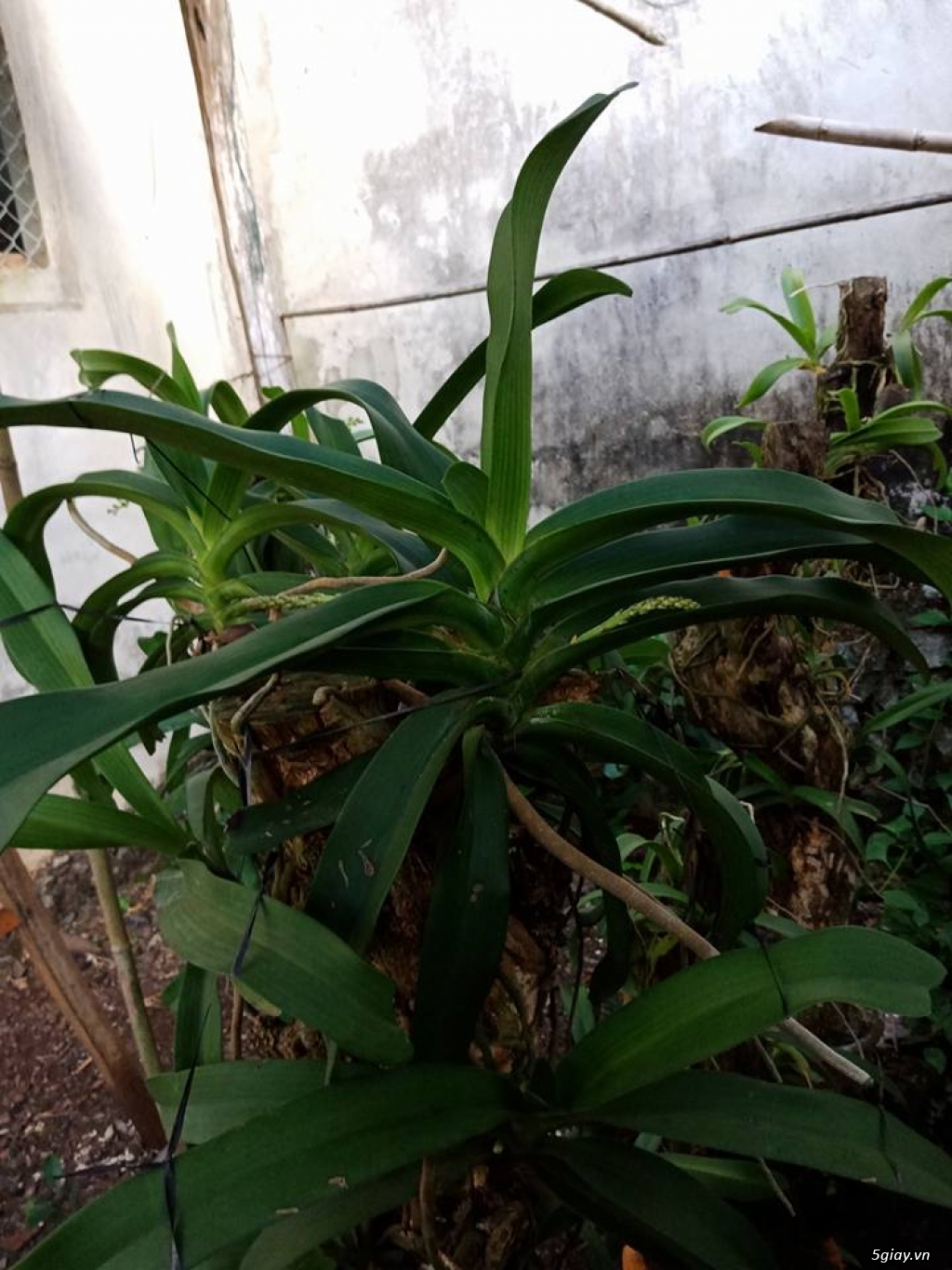 Bán Lan Ngọc điểm rừng.... - 1