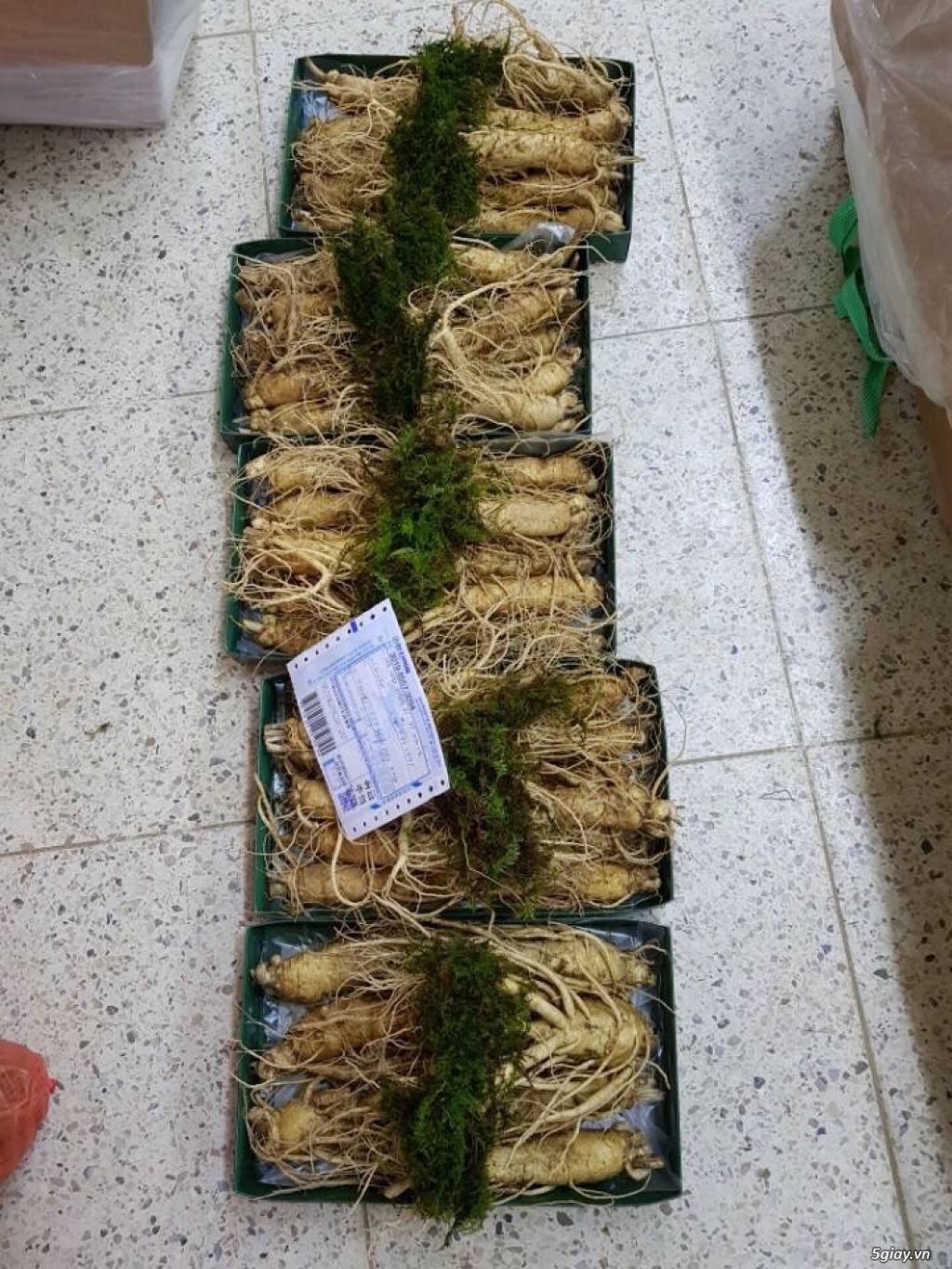 Nhân sâm Hàn Quốc - 5