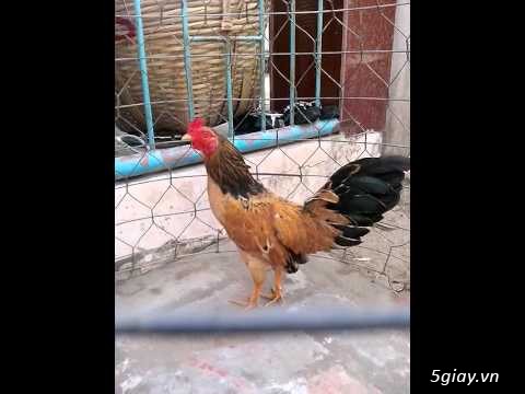 Bán 2 em tre đá tiền zin và pin