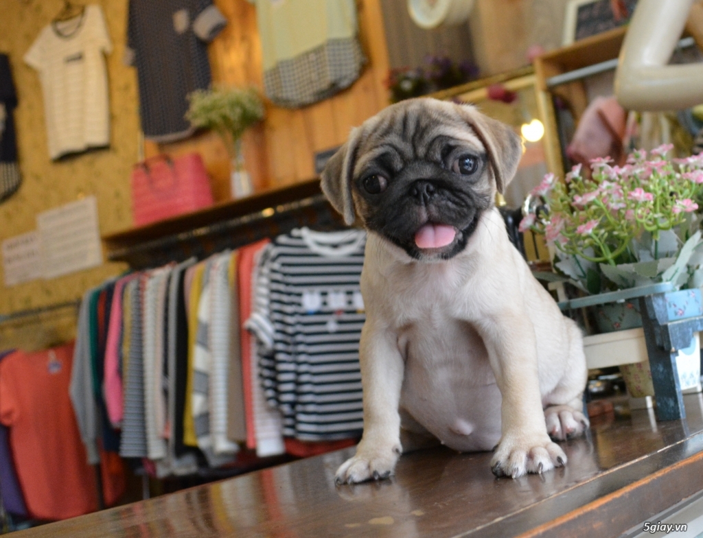 Chó Pug con - 2 tháng tuổi - 3