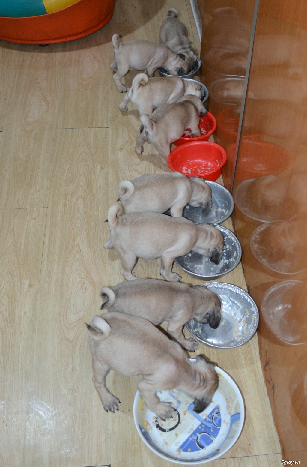 Chó Pug con - 2 tháng tuổi - 5