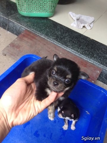 Quận BT Cần bán : chó chiahuahua lai fox cute - 4