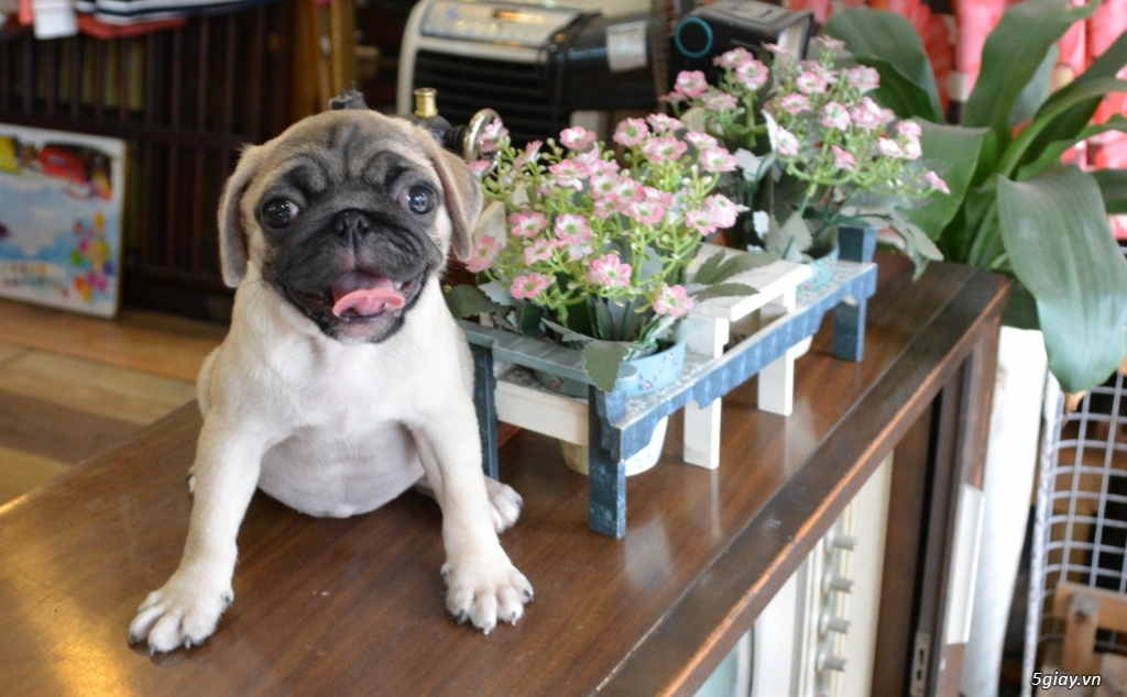 Chó Pug con - 2 tháng tuổi