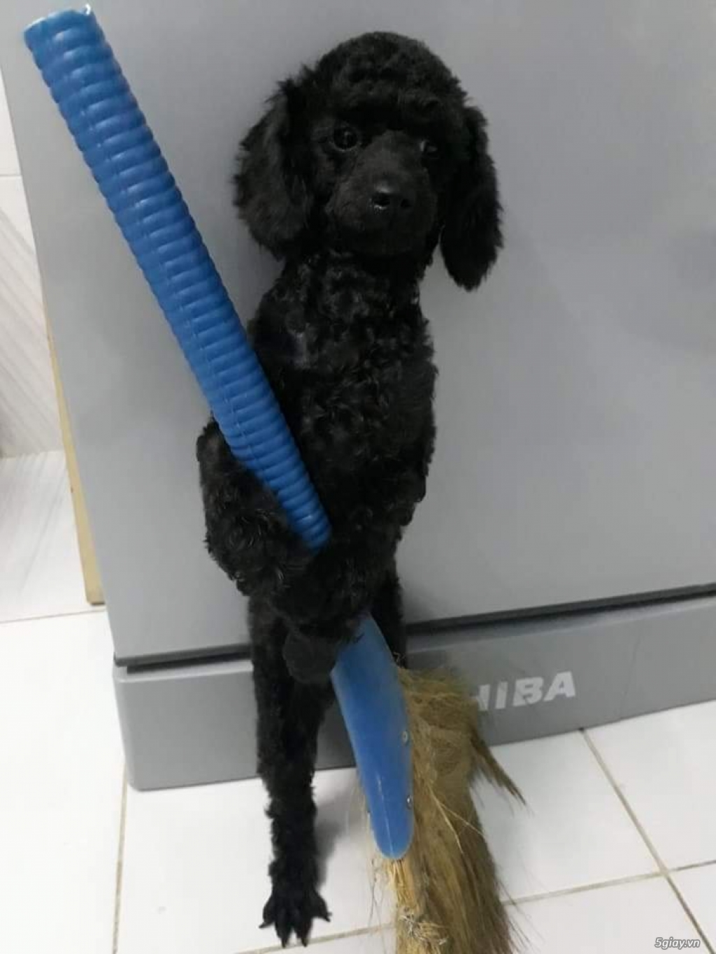 Cần bán 1 bé cún giống pooder đen tuyền,lông xoăn