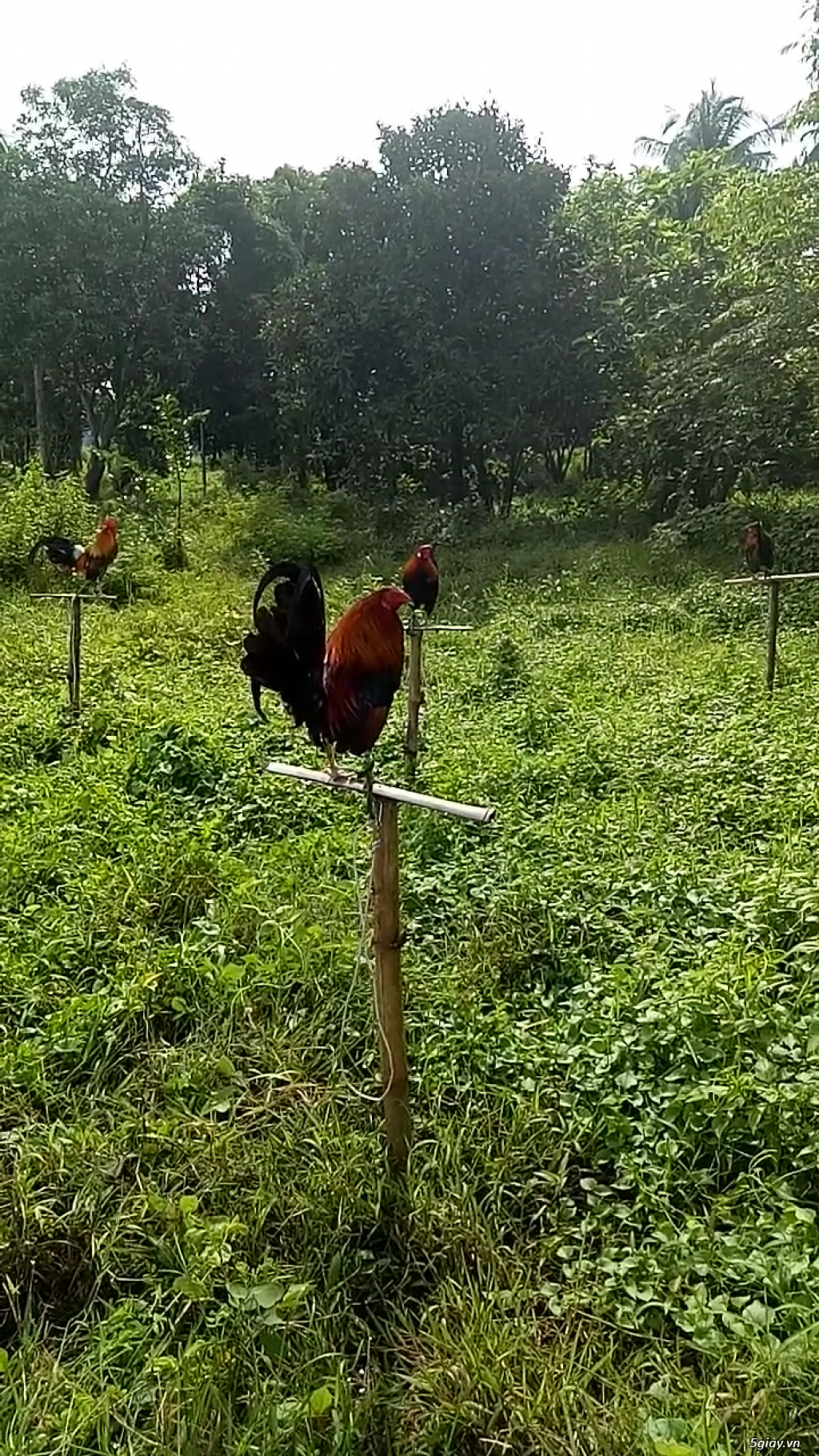 Bán tre mĩ con 1 tuần đến 2 tháng