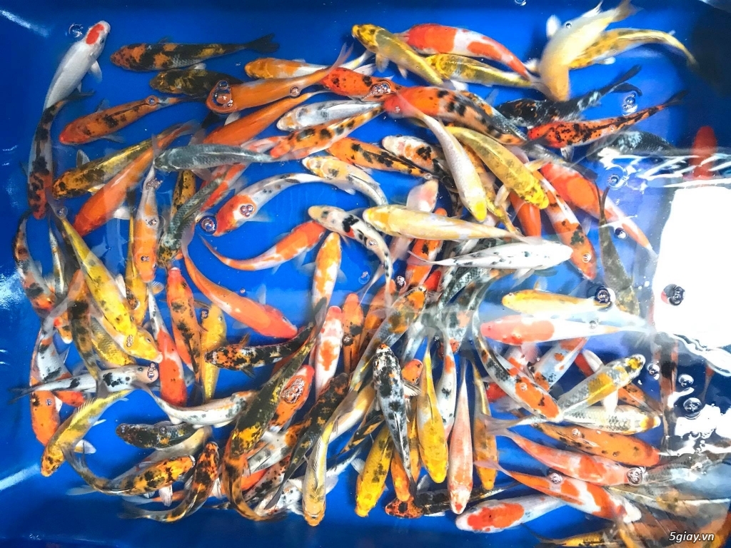 chép koi F1  tuyển chọn - 2