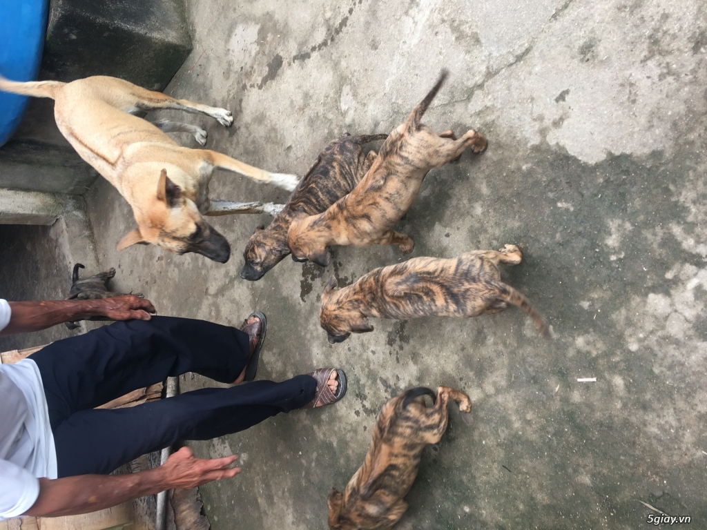 Chó phú quốc vện xuất chuồng