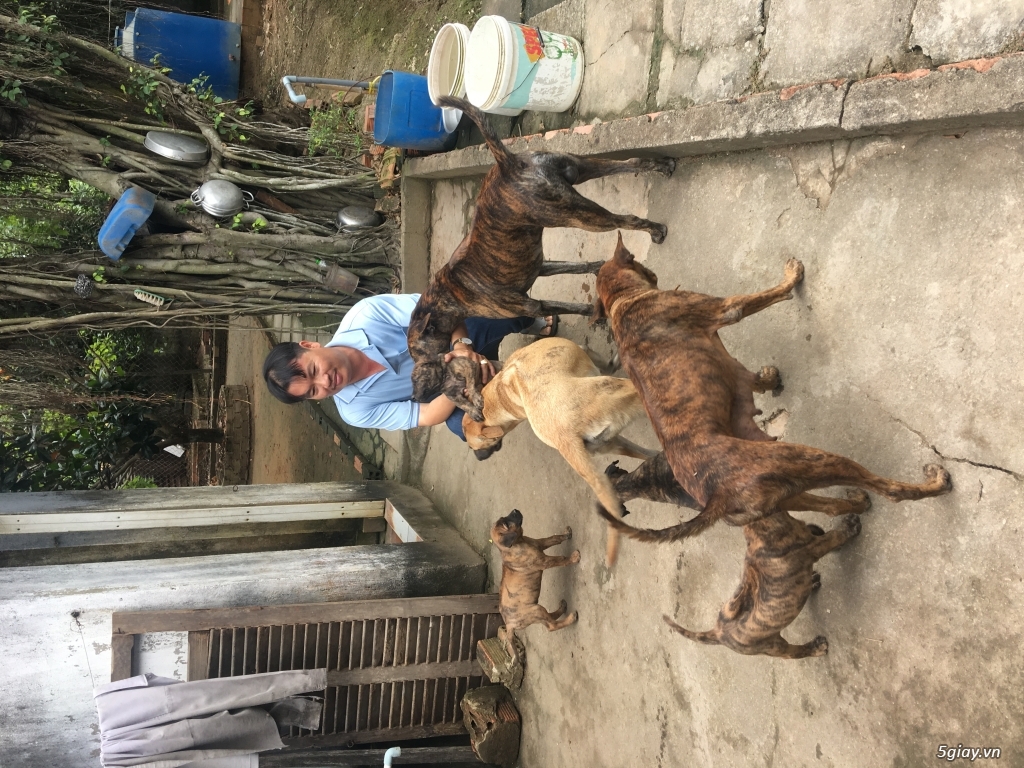 Chó phú quốc vện xuất chuồng - 3