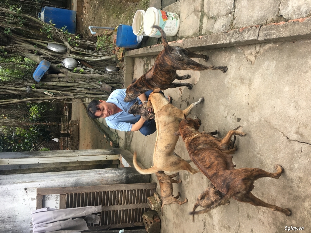 Chó phú quốc vện xuất chuồng - 2