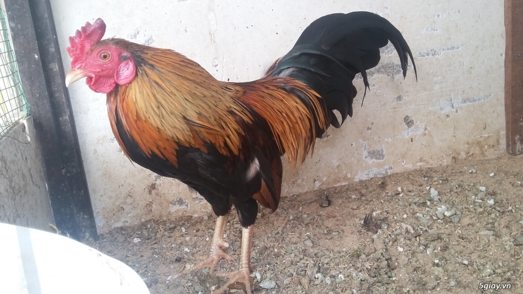 Gà tre 9l8 trạng 1kg - 2