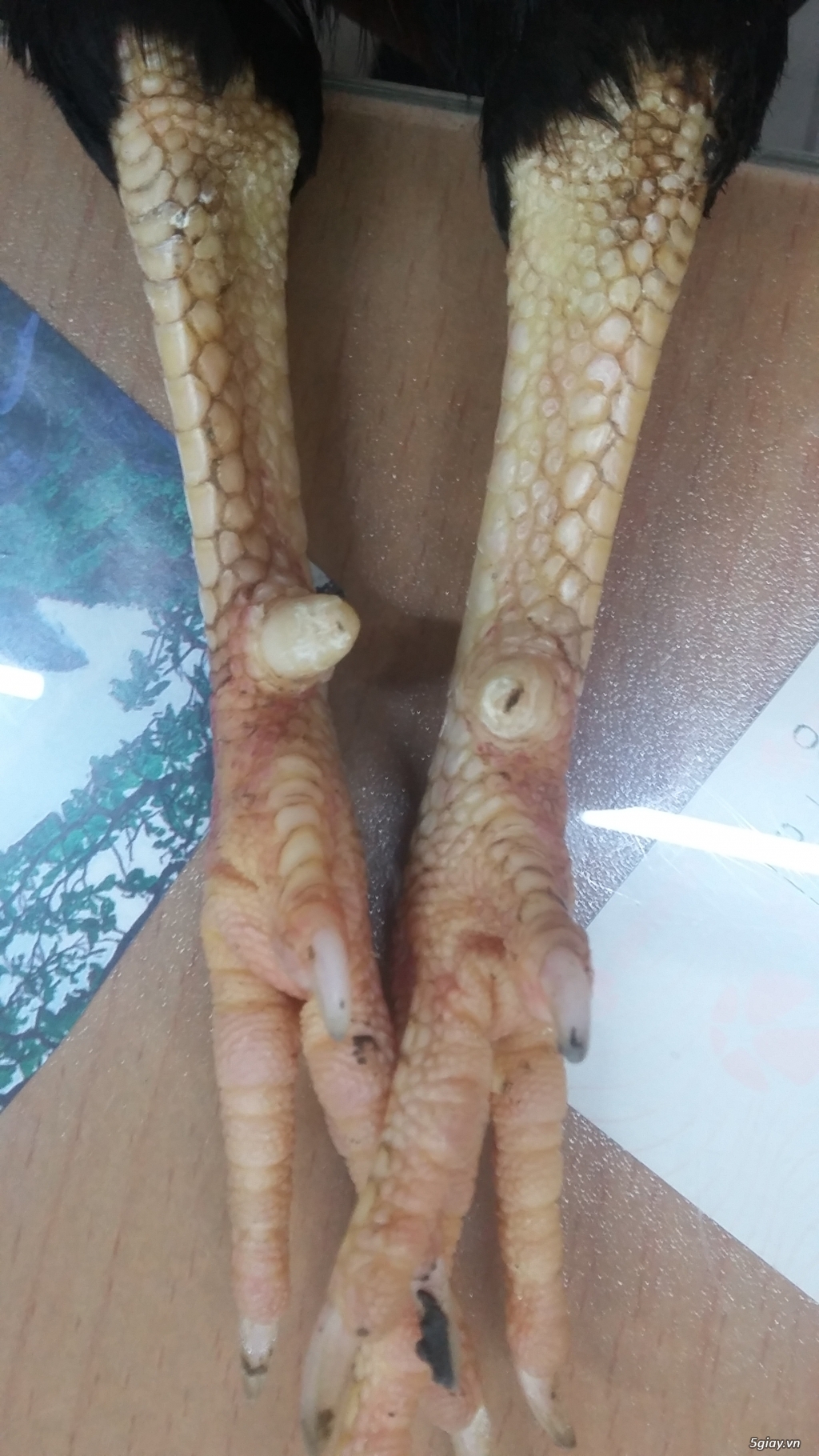 Gà tre 9l8 trạng 1kg - 3