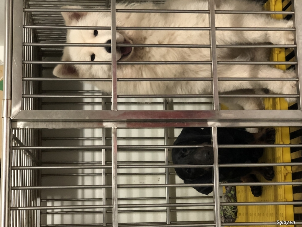 Hcm - Samoyed + Dachshund - 4