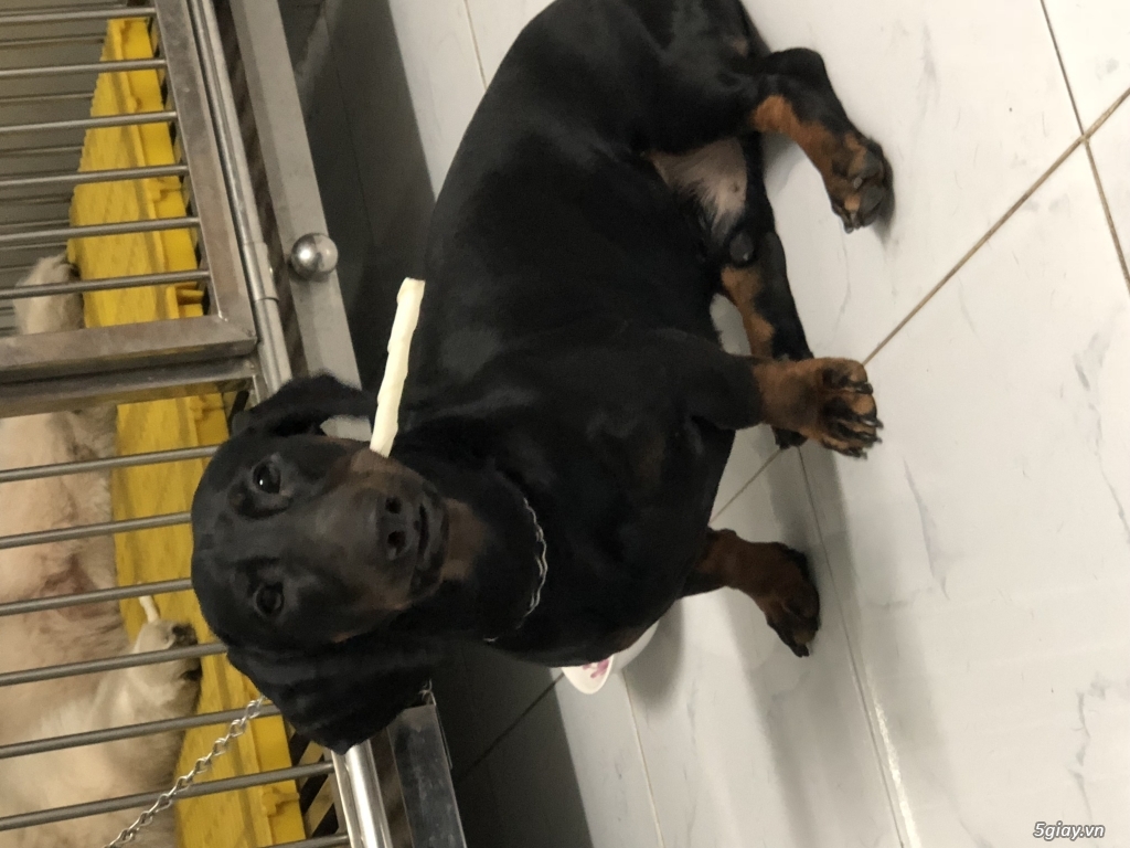 Hcm - Samoyed + Dachshund - 1