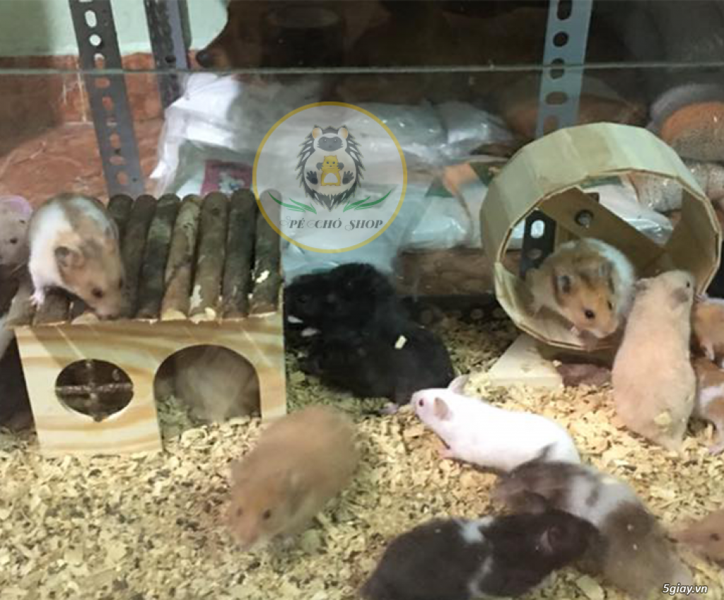 Hamster - Bear - Nhím Kiểng - 4