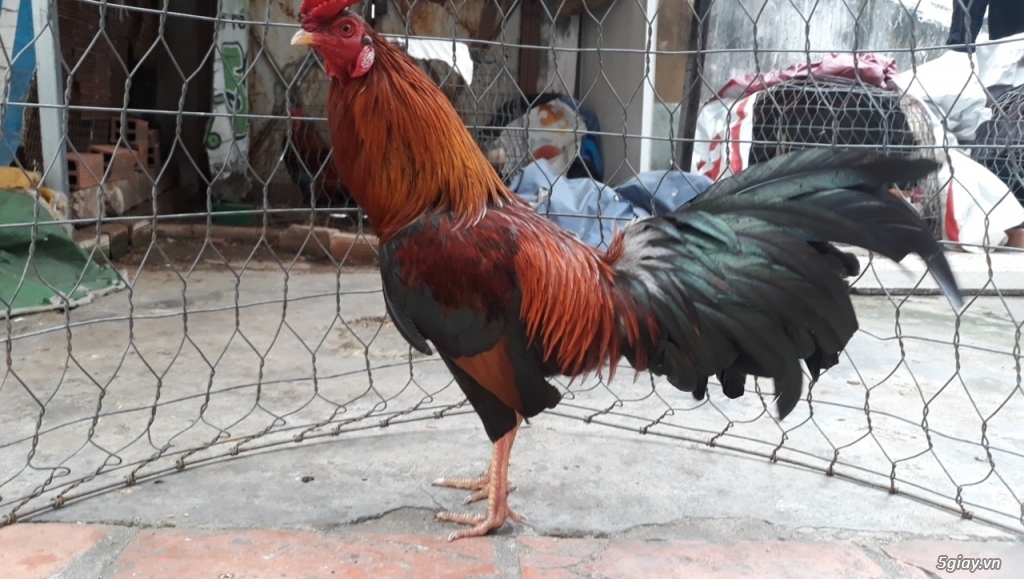 Điều chân vàng , 2 cựa đen , có thập cựa - 2