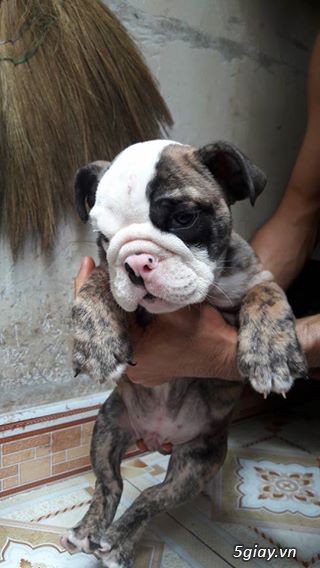 English Bulldog 2 tháng Tuổi hàng Vip