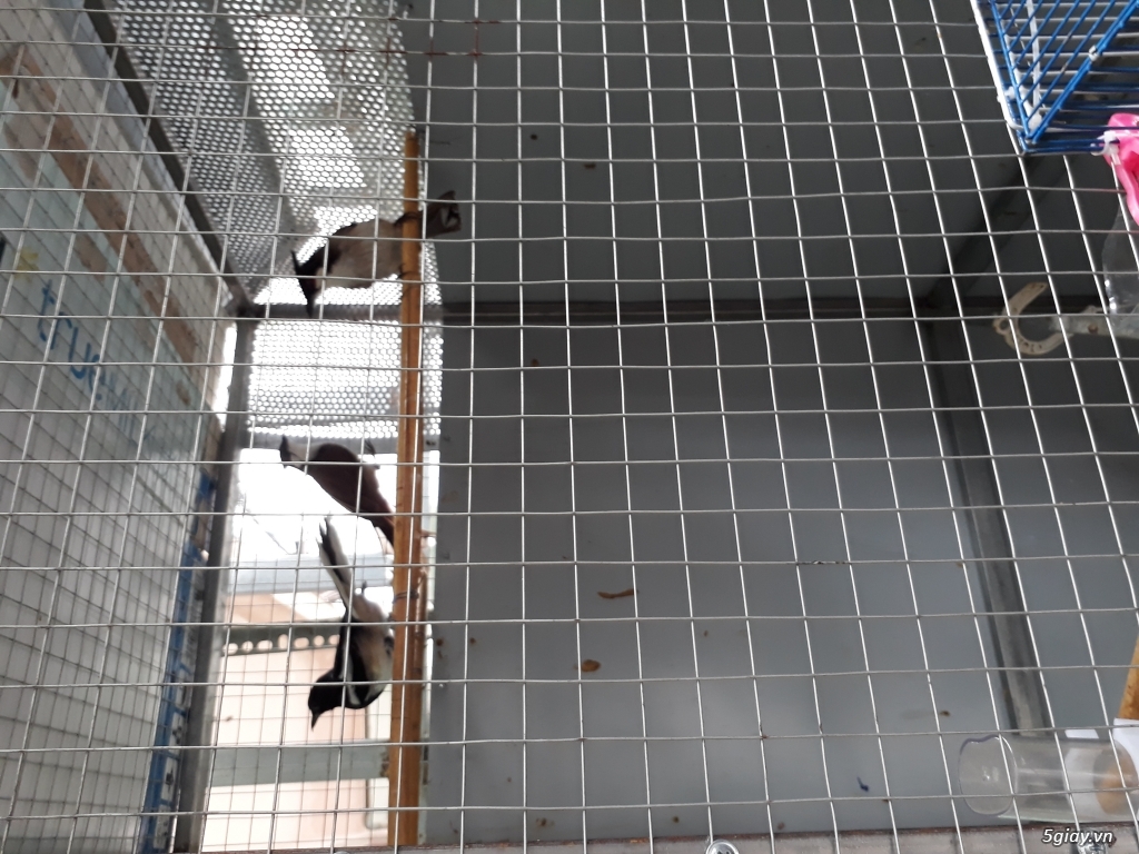 Cặp chào mào trống mái thả avi - 2