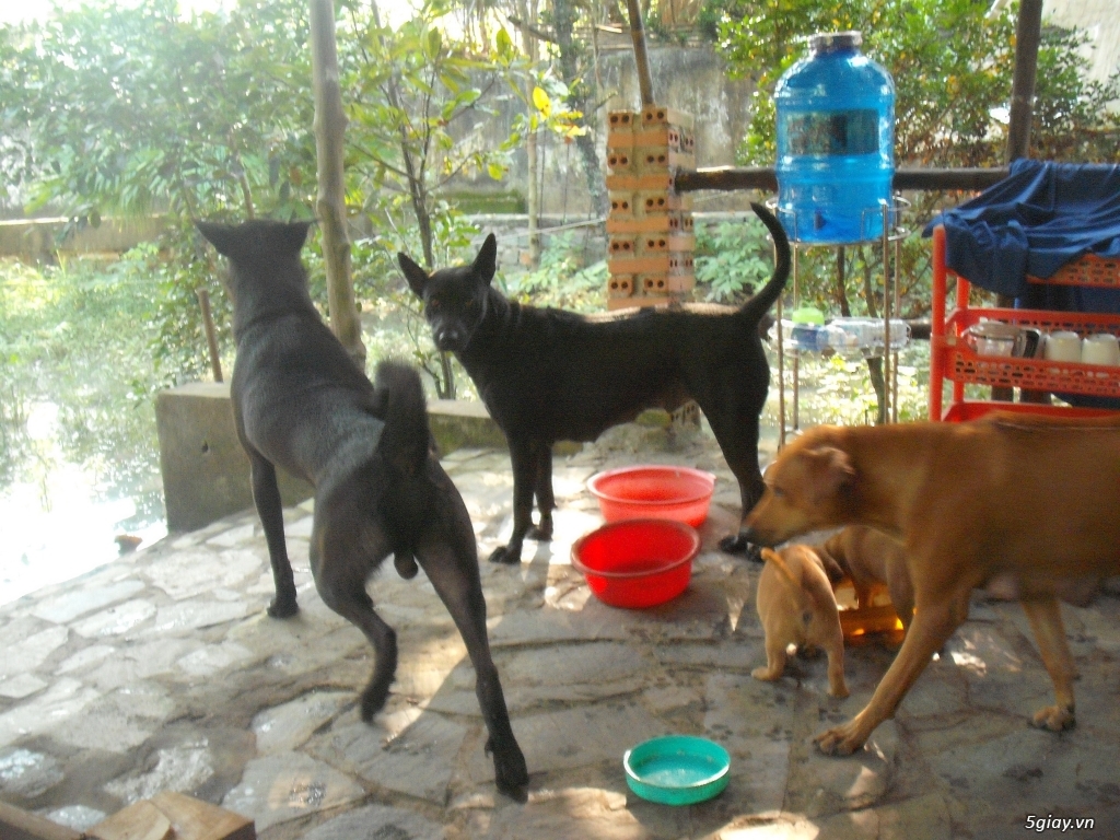 Đàn chó phú quốc đen vàng gần 3 tháng tuổi khôn lanh khỏe mạnh