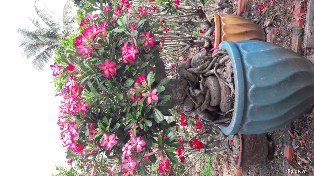 Bộ 3 Sứ Chơi Tết