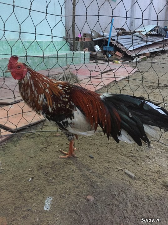 Gà tơ giá mềm - 4