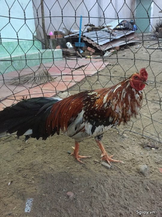 Gà tơ giá mềm - 5