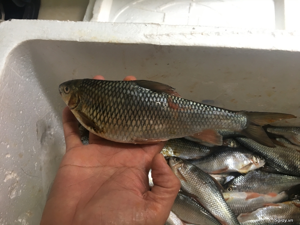 Bán cá mác vs tôm sông sạch o quê .. - 3