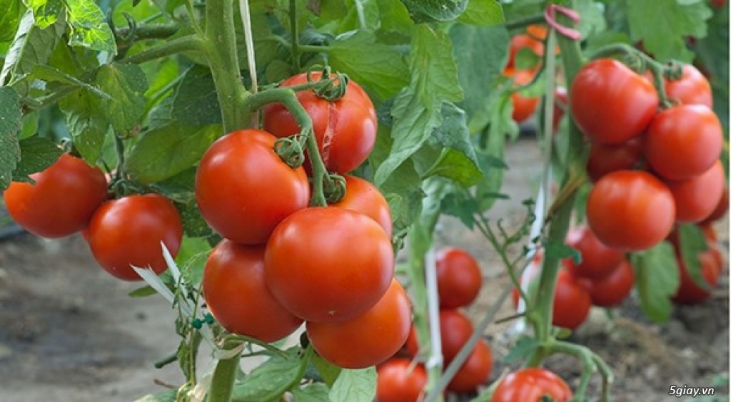 Chuyên cung cấp cà chua số lượng lớn trên cả nước
