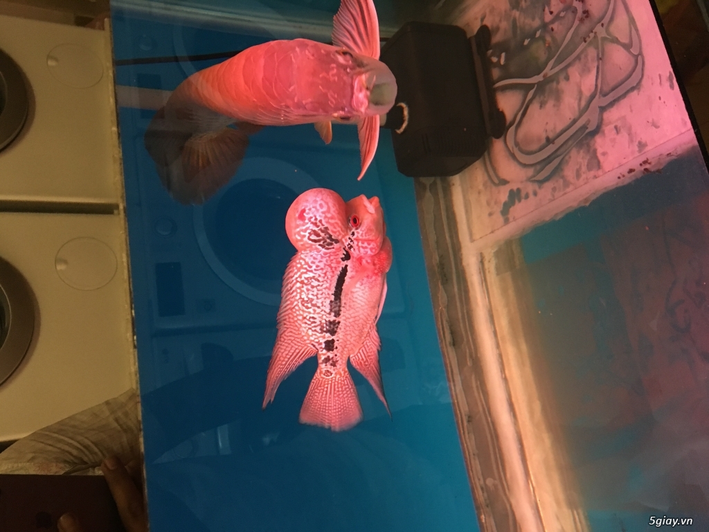 Bán cá la hán đầu chà bá - 1