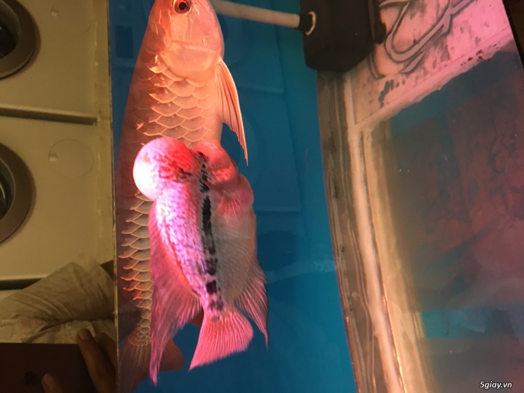 Bán cá la hán đầu chà bá - 2
