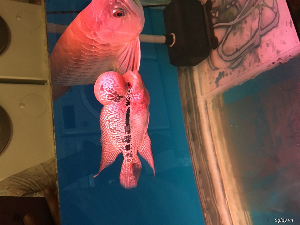 Bán cá la hán đầu chà bá - 3