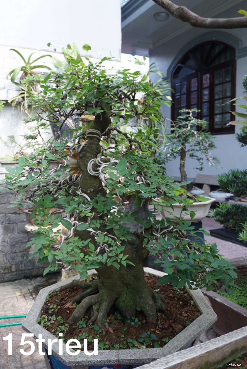 Cần bán, thanh lý tất cả cây kiểng đã thành phẩm !Tphcm - 17