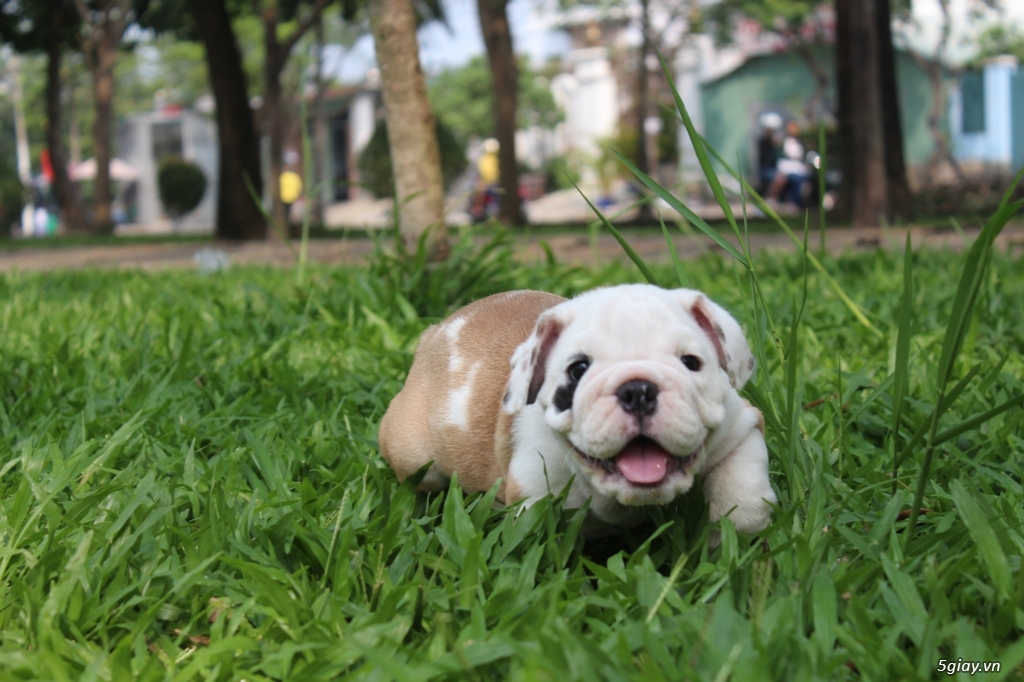 Bầy bulldog mới nhất của trại