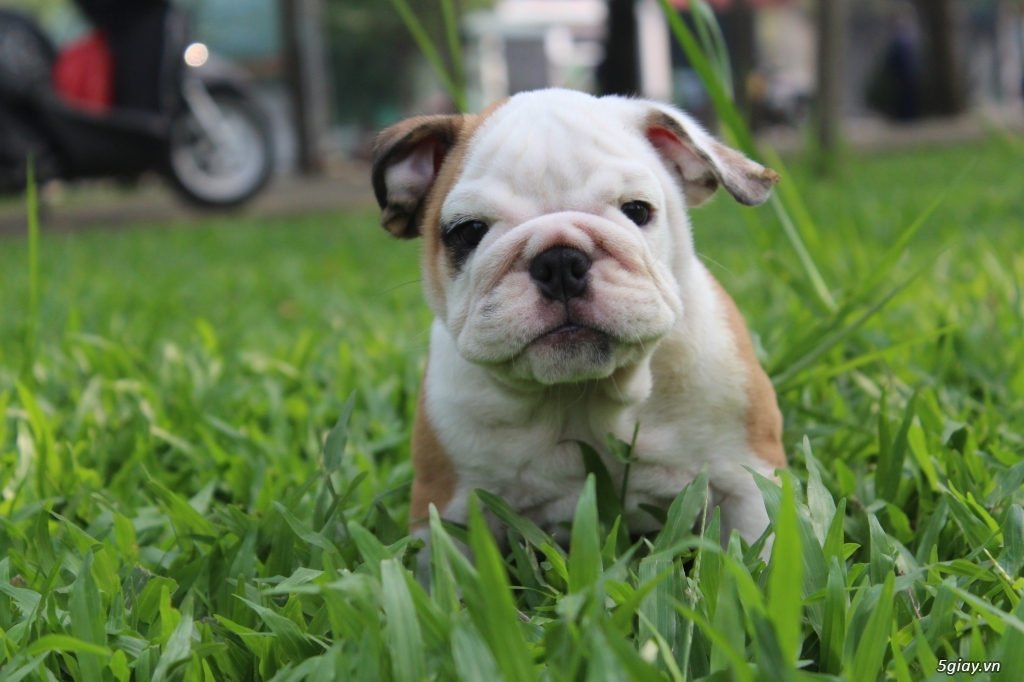 Bầy bulldog mới nhất của trại - 2