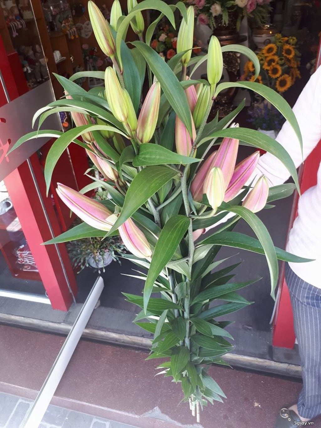 Hoa ly tươi chưng tết Đà Lạt tại thành phố HCM - 1