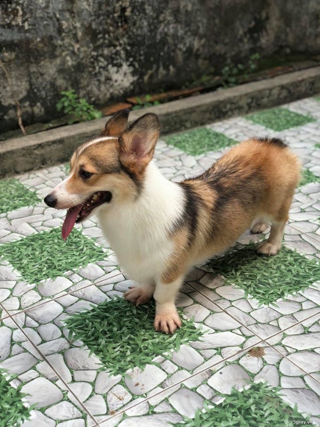 Corgi cái full vka - 2