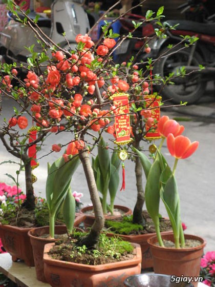 Mai đỏ chơi tết độc và đẹp - 2