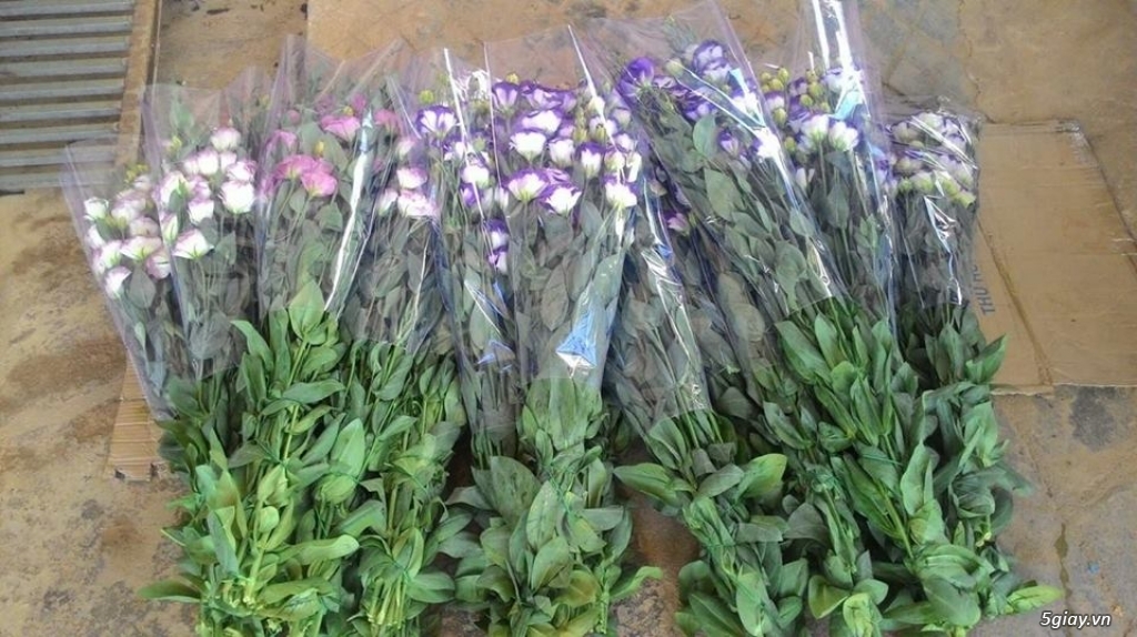 Hoa tươi Đà Lạt đẹp giá tốt nhất tại HCM