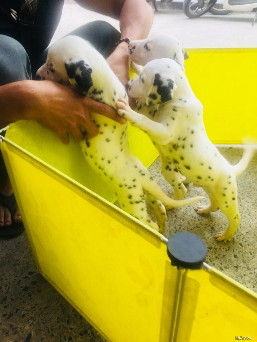 Chó Đốm Con Thuần Chủng HCM(Dalmatian) - 1