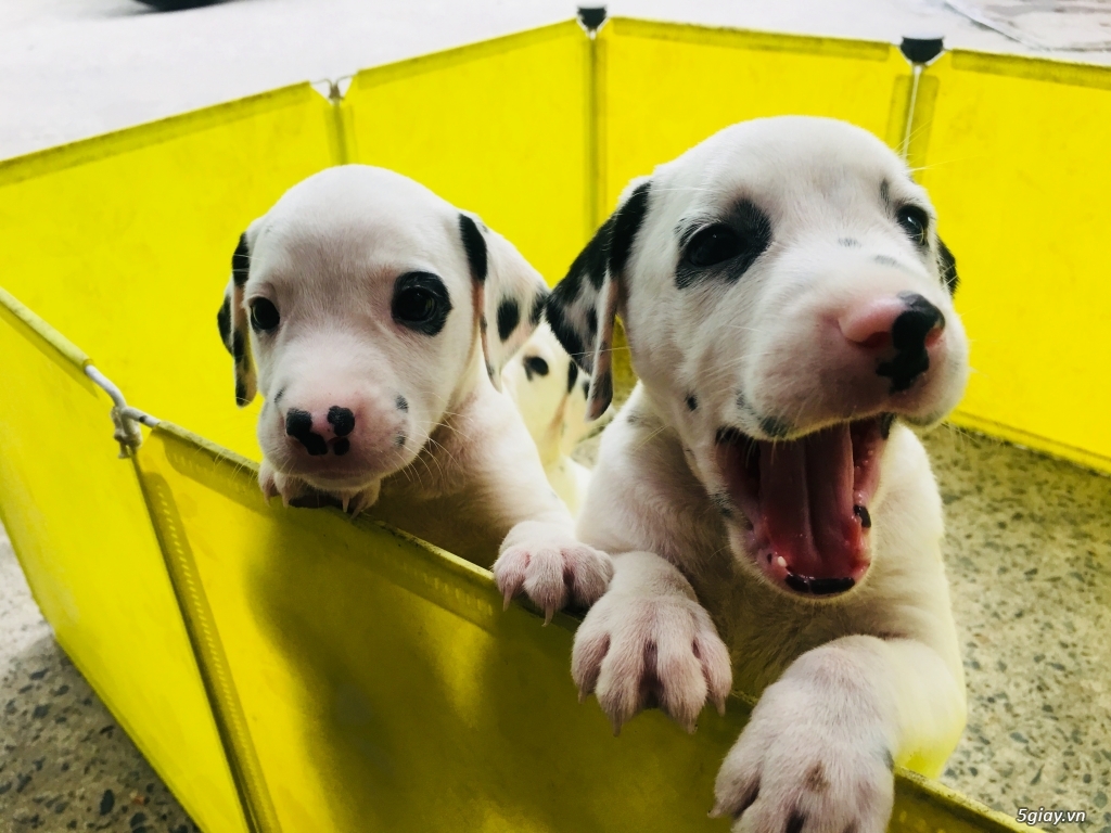 Chó Đốm Con Thuần Chủng HCM(Dalmatian) - 2