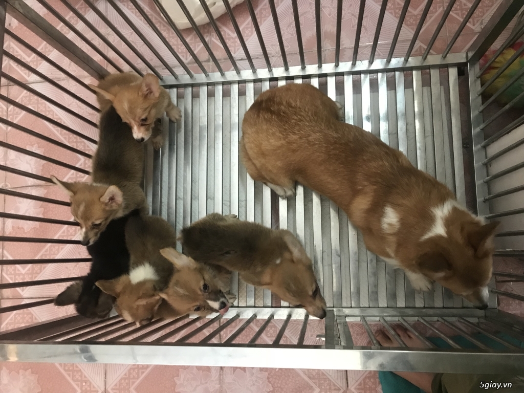 Corgi thuan chung ! 2 thang tuoi