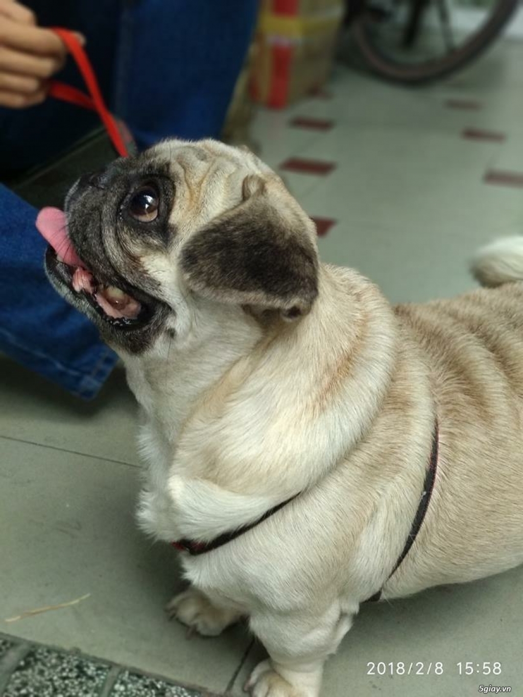 Năm chó chụp chó