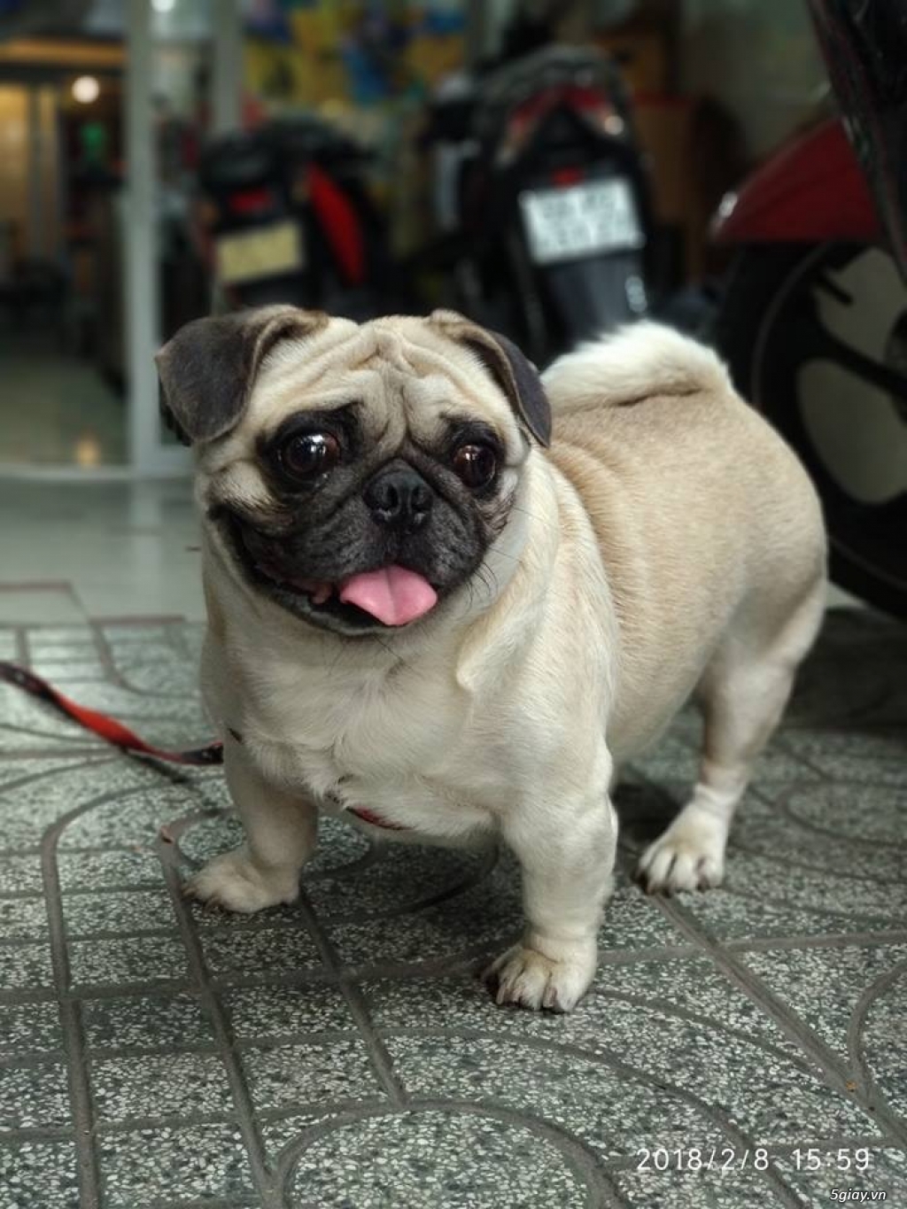 Năm chó chụp chó - 3