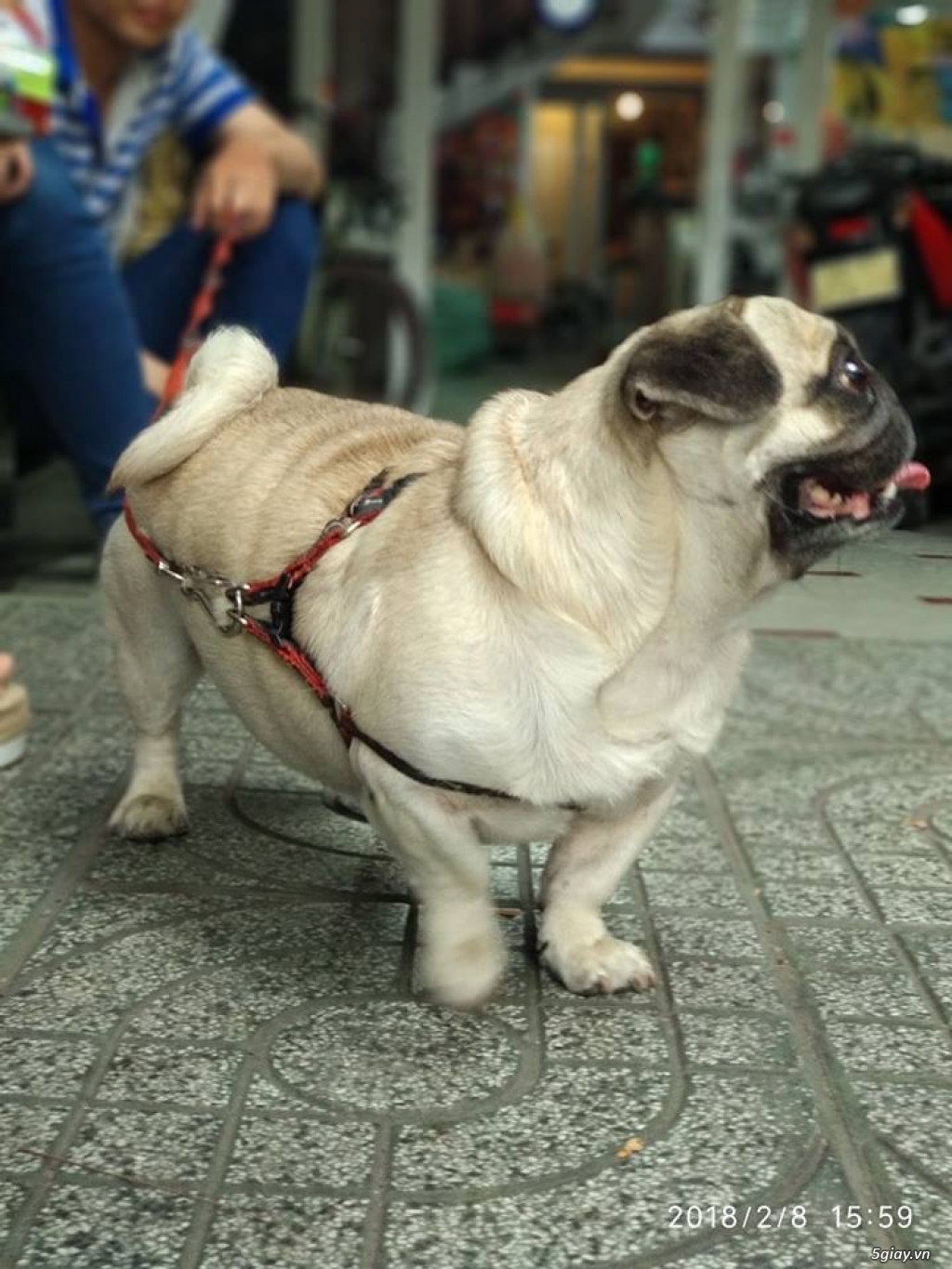 Năm chó chụp chó - 2