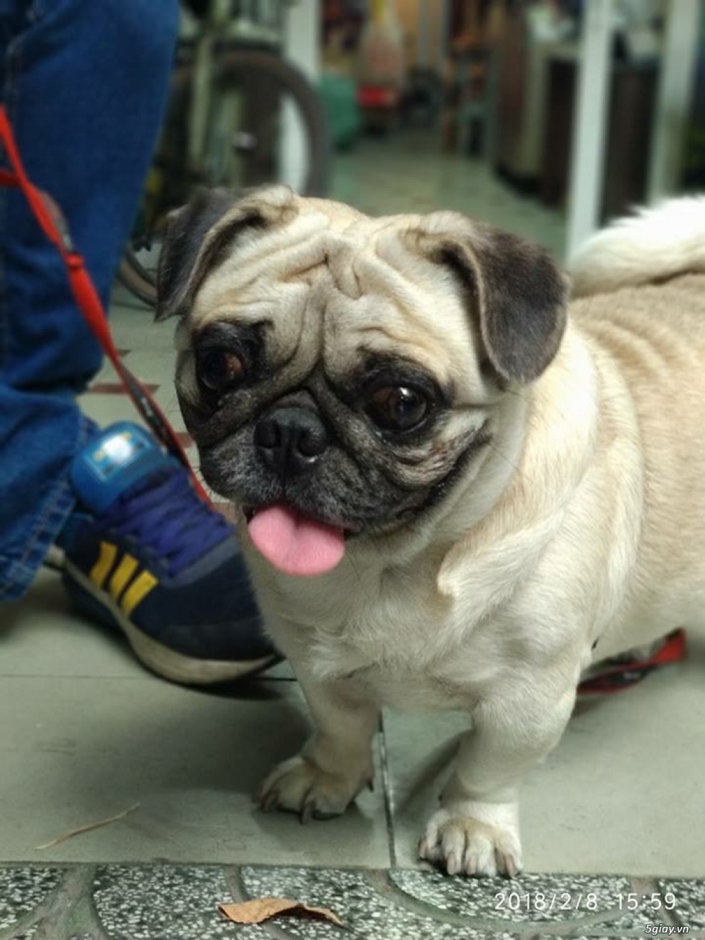 Năm chó chụp chó - 1