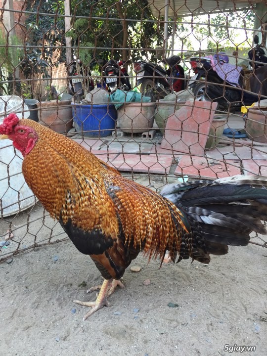 Cặp gà giá mềm - 4